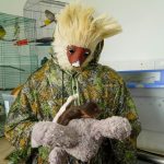 Con máscaras y trajes de piel, expertos en fauna silvestre se “camuflan” para salvar y rehabilitar crías