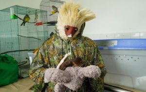 Con máscaras y trajes de piel, expertos en fauna silvestre se “camuflan” para salvar y rehabilitar crías