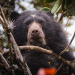 CAR hace llamado al cuidado y protección de un oso andino recién avistado en cuenca alta del río Bogotá