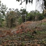 Talan más de 6.000 árboles en uno de los ecosistemas más amenazados de Colombia: CAR investiga