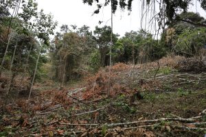 Talan más de 6.000 árboles en uno de los ecosistemas más amenazados de Colombia: CAR investiga