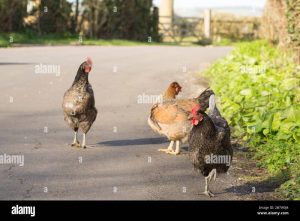 Exploring the Thrills of Chicken Road Casino in the UK Today