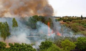 Gobernación del Tolima habilita la línea 313 293 4649 para reportar incendios forestales